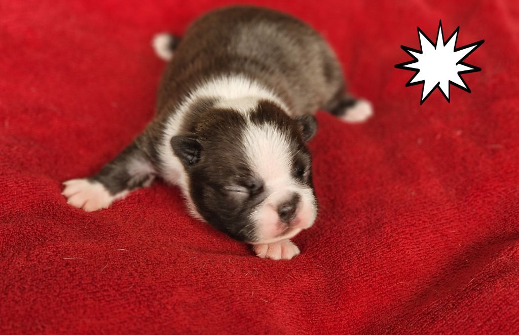 du jardin des vignes - Chiots disponibles - Boston Terrier