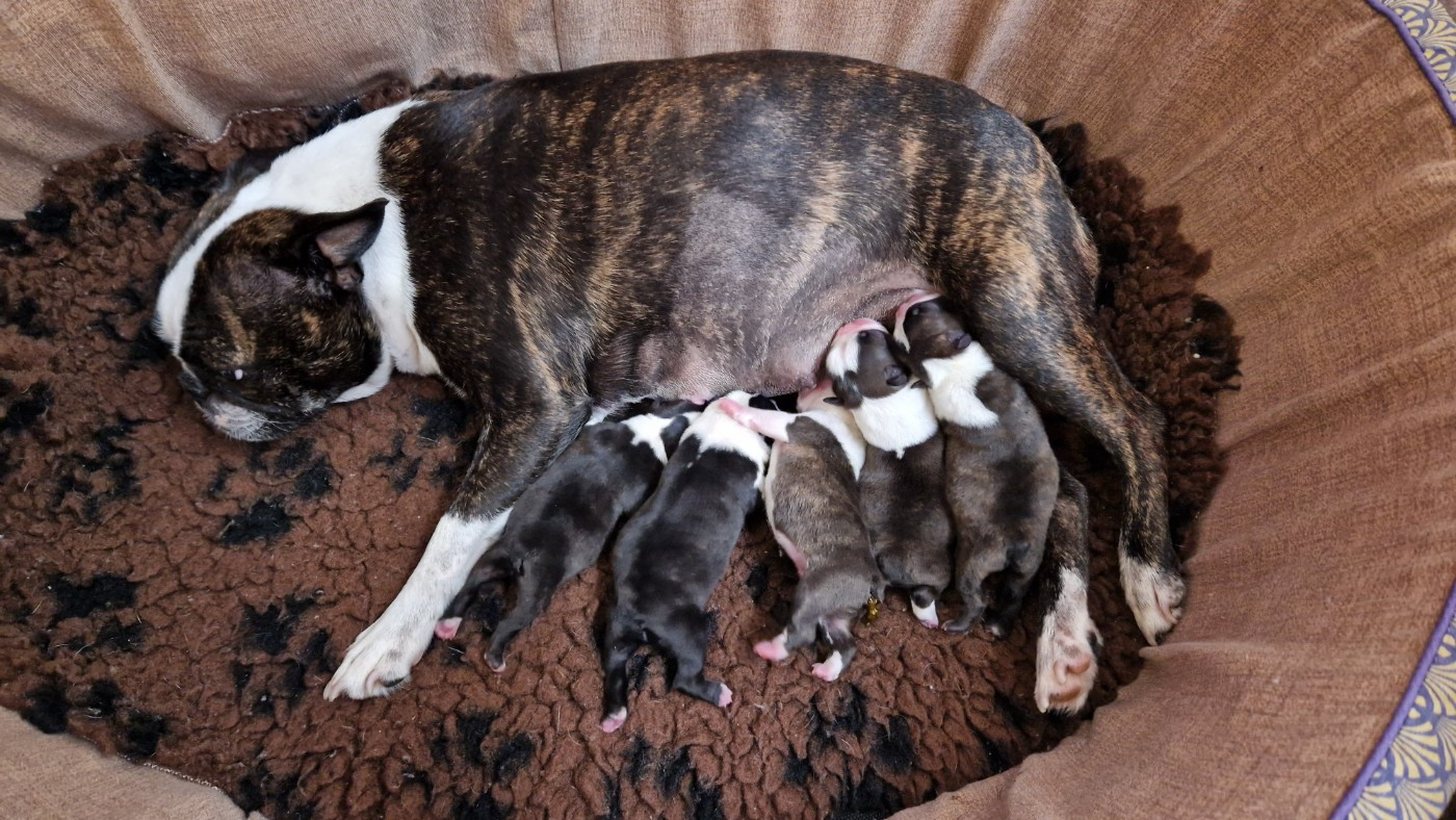 Chiot Boston Terrier du jardin des vignes