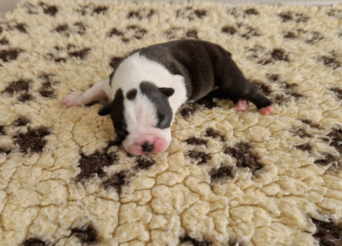 du jardin des vignes - Chiots disponibles - Boston Terrier