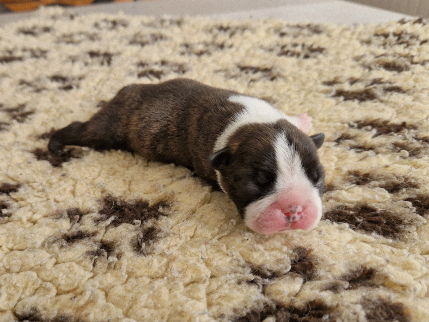 du jardin des vignes - Chiots disponibles - Boston Terrier