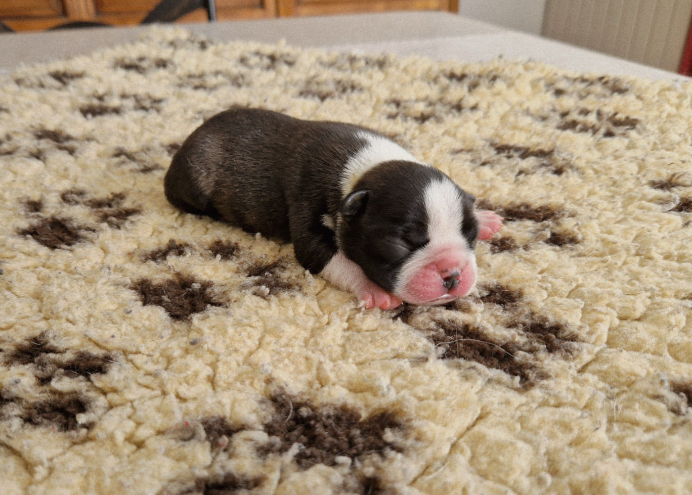 du jardin des vignes - Chiots disponibles - Boston Terrier