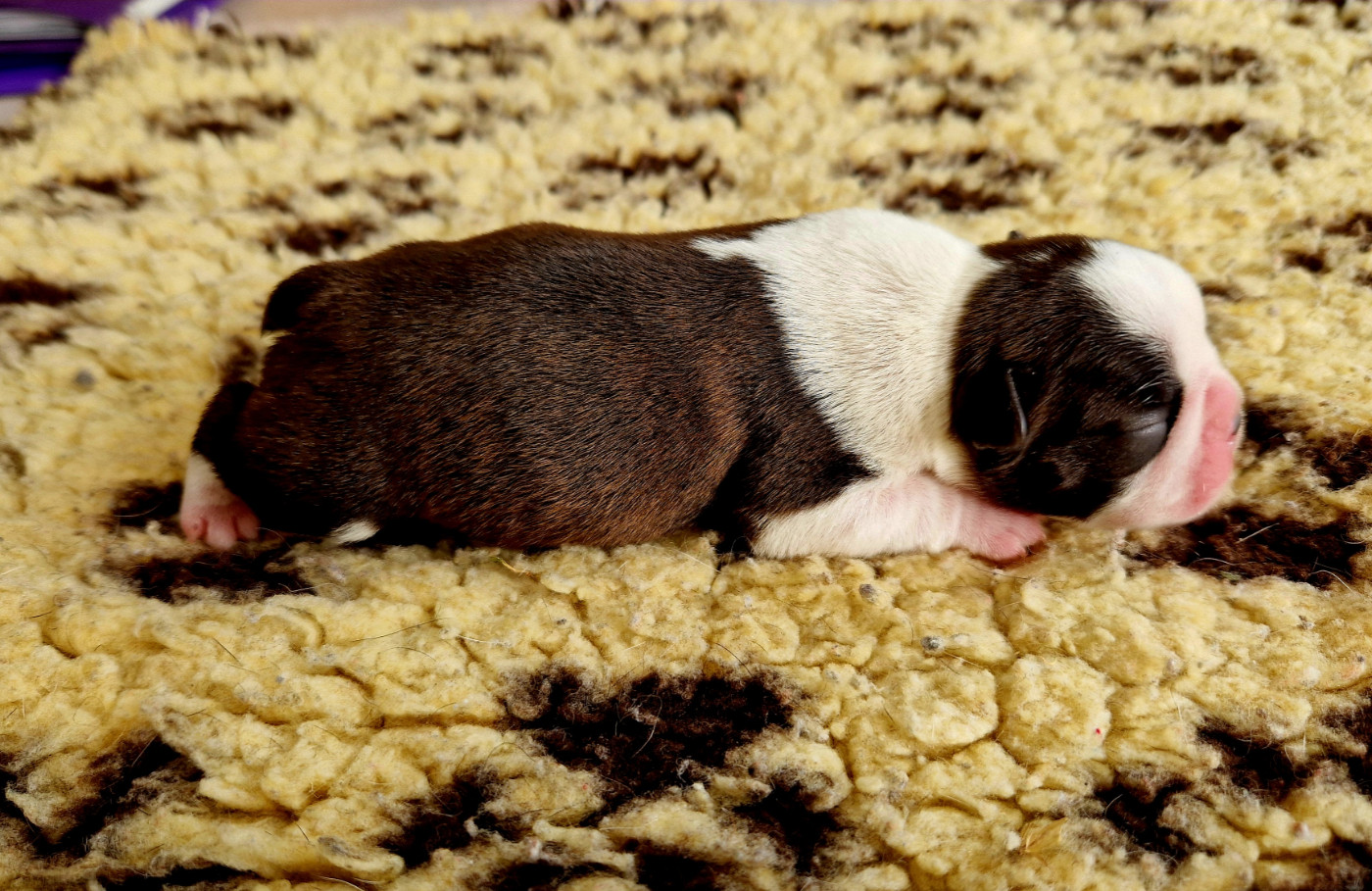 du jardin des vignes - Chiots disponibles - Boston Terrier