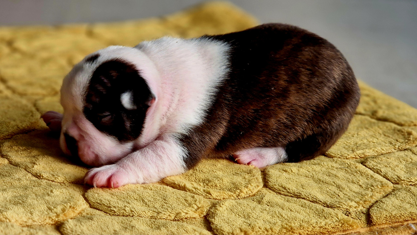 du jardin des vignes - Chiots disponibles - Boston Terrier