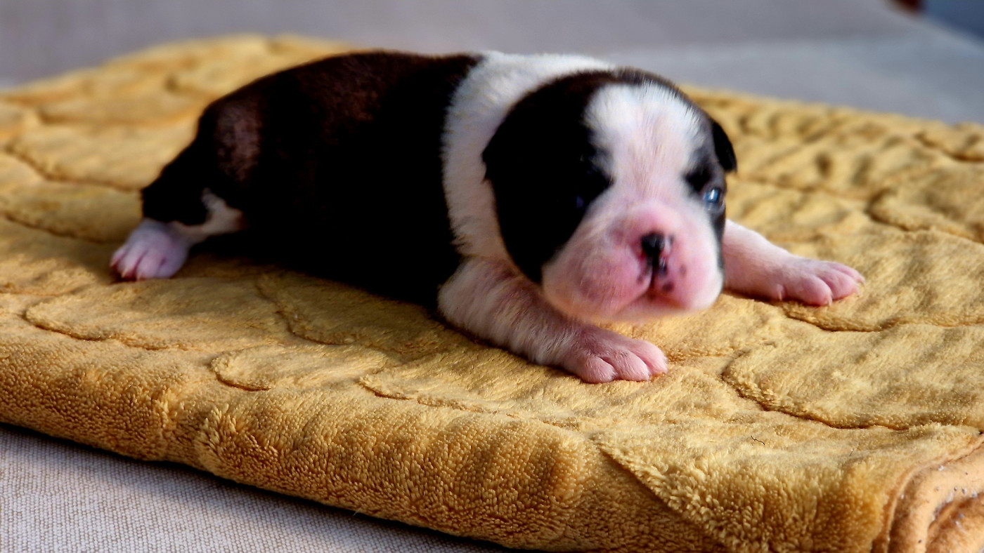 du jardin des vignes - Chiots disponibles - Boston Terrier