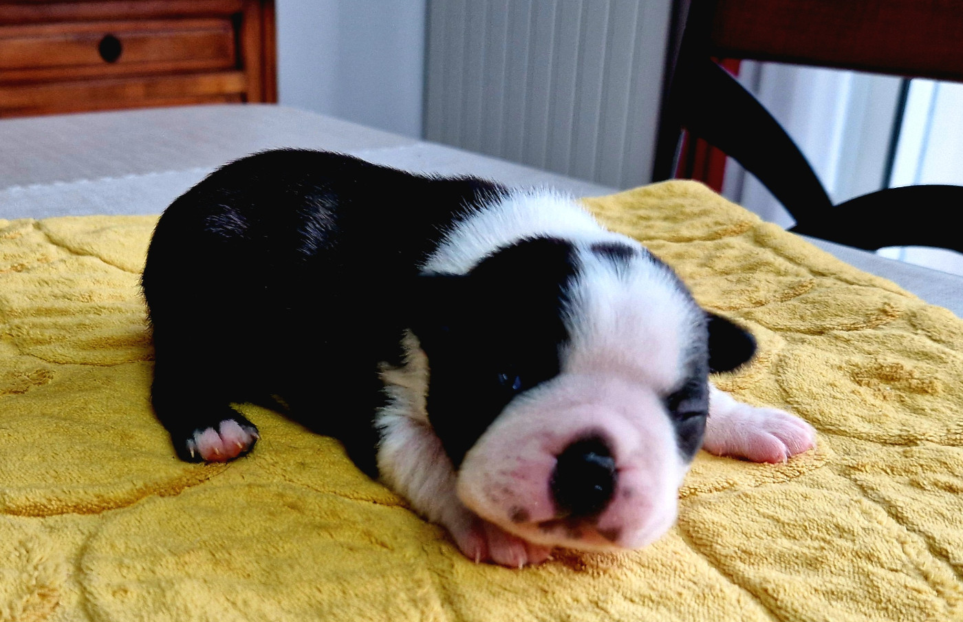 du jardin des vignes - Chiots disponibles - Boston Terrier