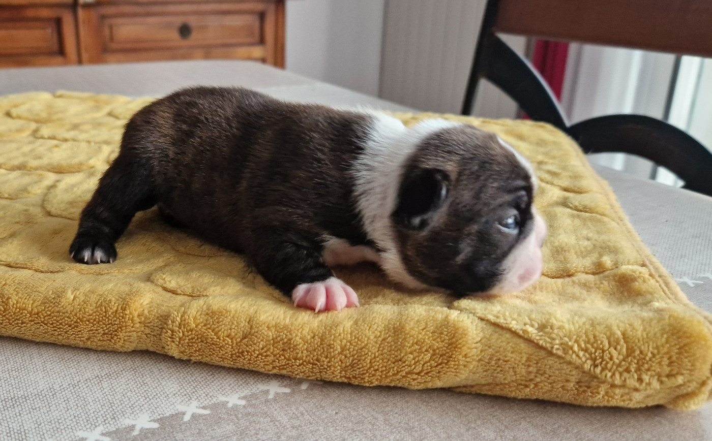 du jardin des vignes - Chiots disponibles - Boston Terrier