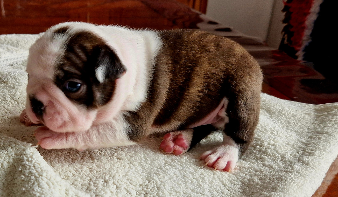 du jardin des vignes - Chiots disponibles - Boston Terrier