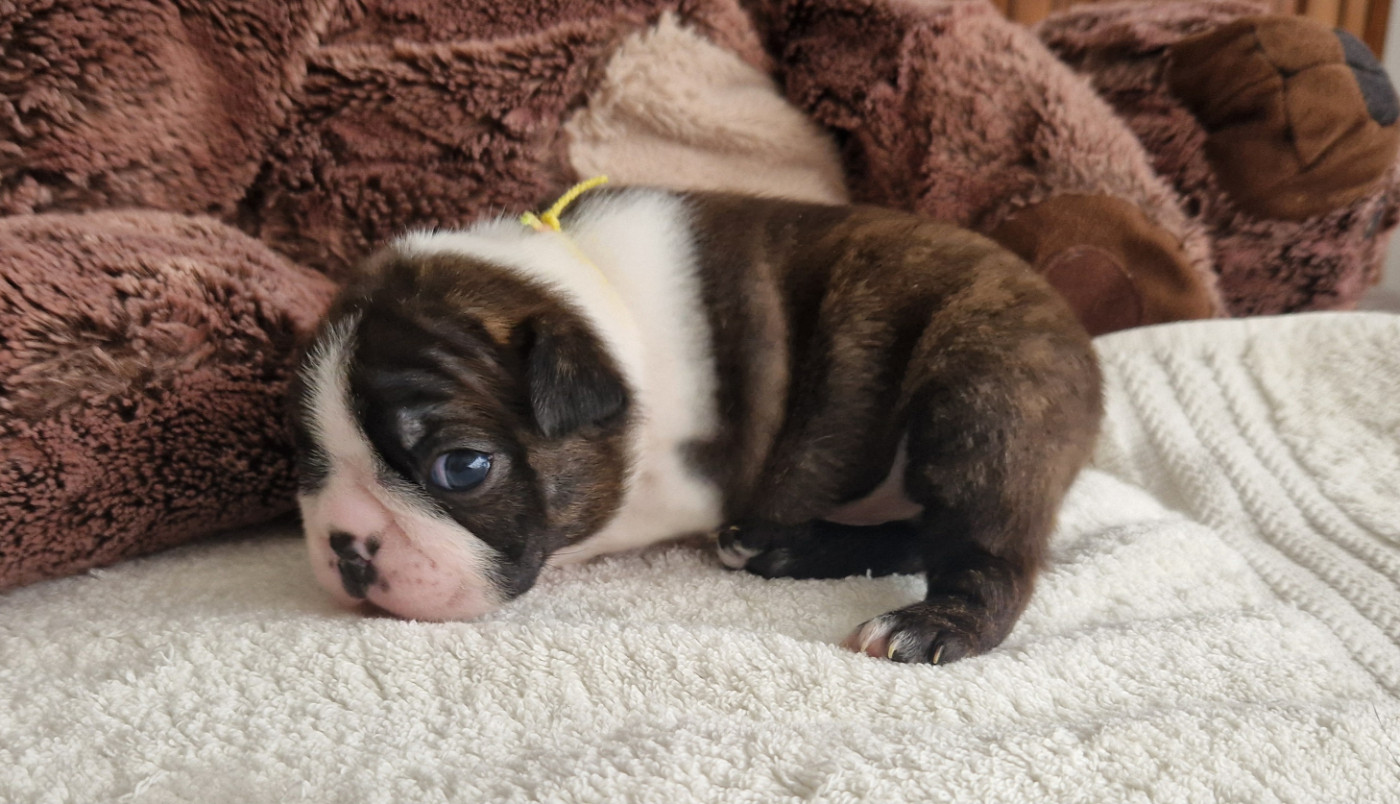 du jardin des vignes - Chiots disponibles - Boston Terrier