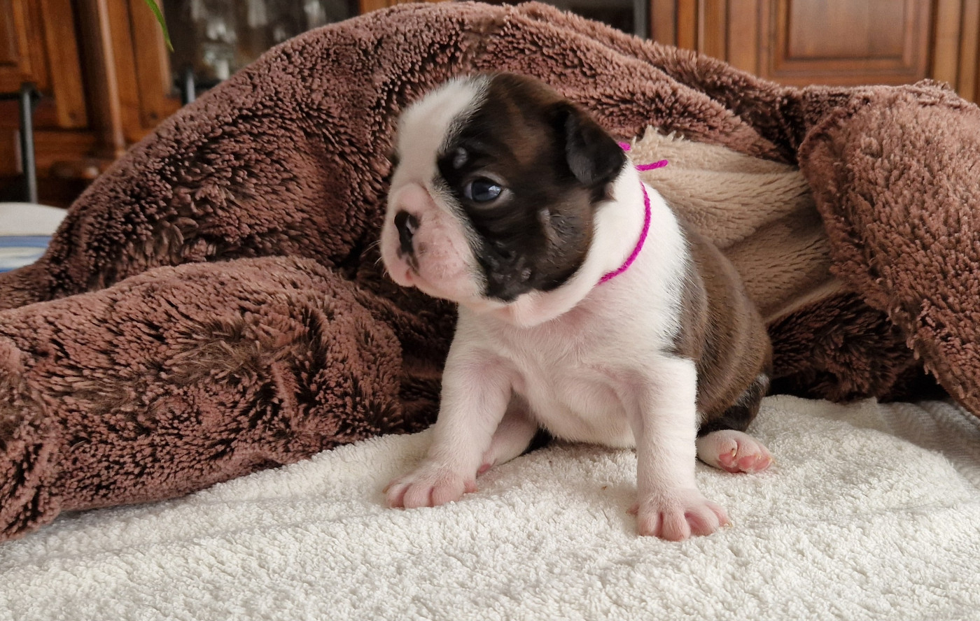 du jardin des vignes - Chiots disponibles - Boston Terrier