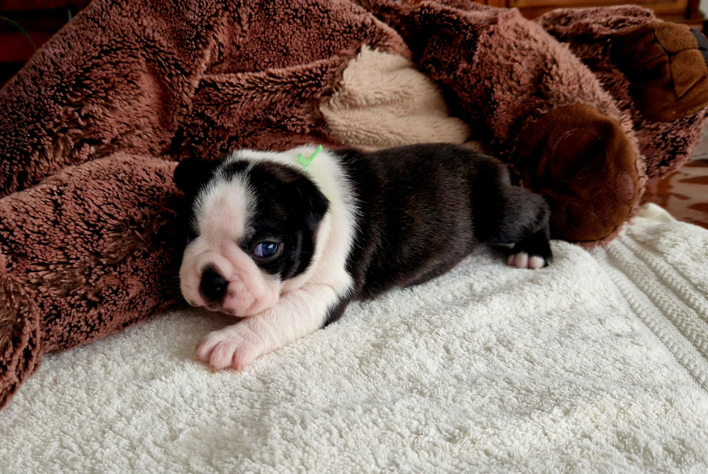 du jardin des vignes - Chiots disponibles - Boston Terrier