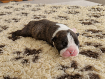 BENJI