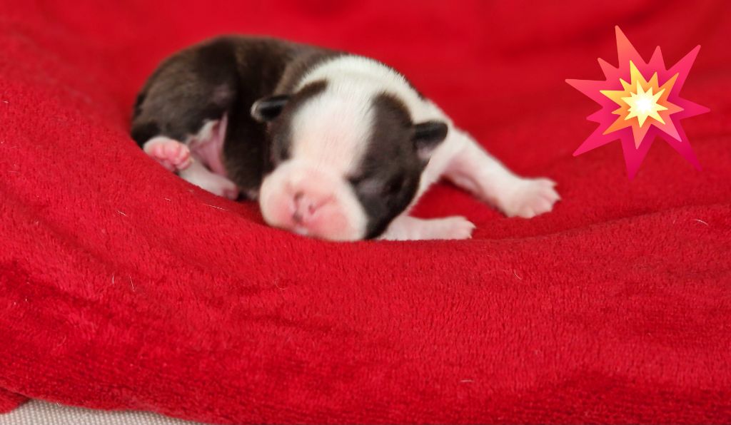 du jardin des vignes - Chiots disponibles - Boston Terrier