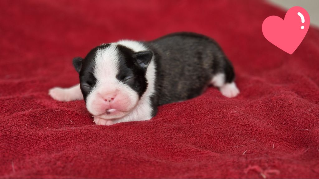 du jardin des vignes - Chiots disponibles - Boston Terrier